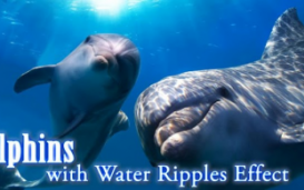 Dolphins with Water Ripples Effect - дельфины с волшебным эффектом