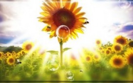 Summer Sunflower Free