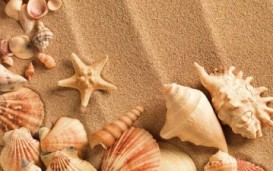 Sea Shell Live Wallpaper
