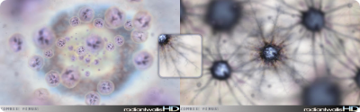 RadiantWalls HD - Zombie Virus -   