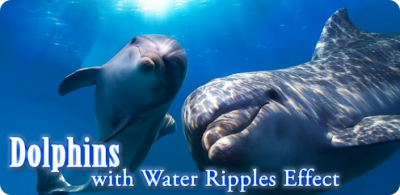 Dolphins with Water Ripples Effect -    