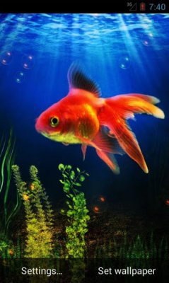 Goldfish Live Wallpaper
