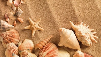 Sea Shell Live Wallpaper