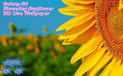 Galaxy S6 Flowering Sunflower